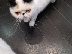 -猫色咖啡·猫咖