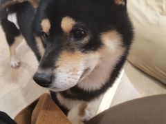 -南京Hallo宠物乐园·哈罗犬舍·柴犬繁育基地