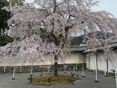 -醍醐寺