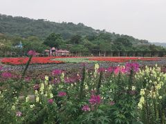 -丹樱生态园