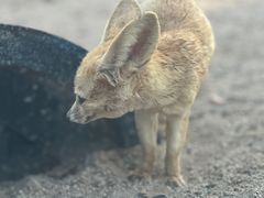 -上海野生动物园