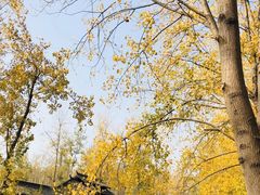 -合肥滨湖国家森林公园