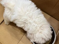 -佳雯宠物医院(四明中路分院)