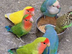 -森波拉奇妙世界