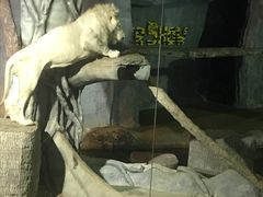 -清迈夜间动物园