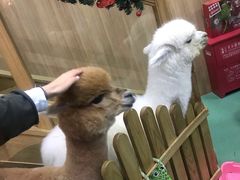 羊驼-藦茜花园宠物主题亲子互动体验馆(国顺东路店)
