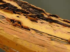 -白渔泡湿地公园