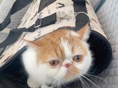 -爱诺动物医院(崂山店)