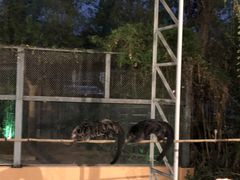 -清迈夜间动物园