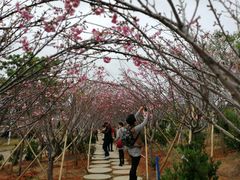 -天适樱花悠乐园