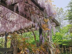 -上海鲜花港