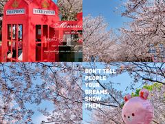 -高东镇樱花园