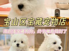 -翊宠yipet猫狗购宠庄园犬舍•猫舍