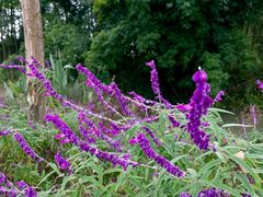 -桤木河湿地公园