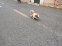 -华春餐馆(鱼山路店)
