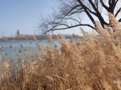 -野鸭湖国家湿地公园