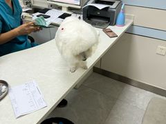 -中农国际动物医院24小时·猫科·骨科·急重症中心