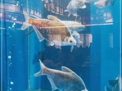 -广州逸林假日酒店·四季桃源中餐厅(白云山风景区店)