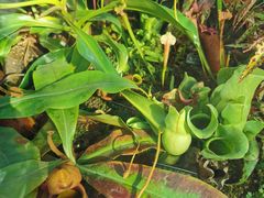 -国家植物园南园