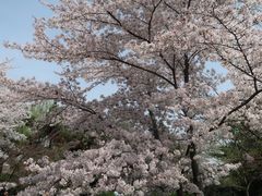 -西安青龙寺遗址景区