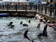 -华夏文旅海洋公园