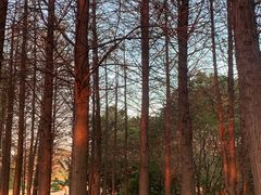 -艾溪湖湿地公园