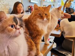 -平行世界·猫咖(首经贸店)