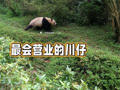 -成都大熊猫繁育研究基地