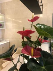 点击看大图 -昆明梦想医疗美容医院
