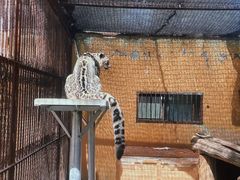 -青藏高原野生动物园