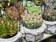 -循礼门鲜花花市(武汉循礼门店)