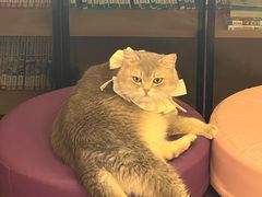 -MOCHA明星猫咖(田子坊店)