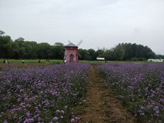 -北京东方普罗旺斯薰衣草庄园