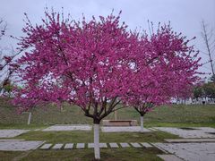 -汉长安城未央宫国家考古遗址公园