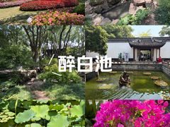 -上海醉白池公园