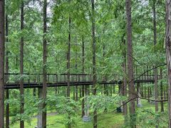 -黄海国家森林公园