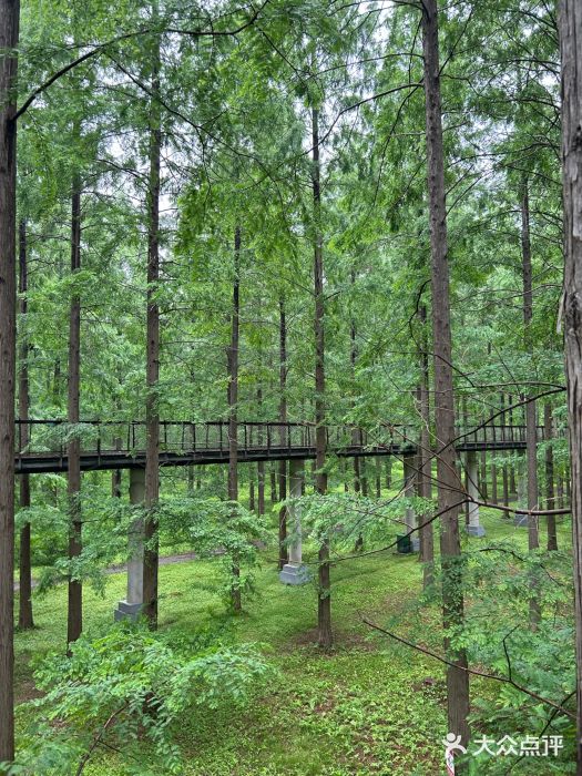 黄海国家森林公园图片