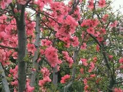 -洛阳郁金香牡丹园