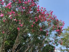 -香蜜公园