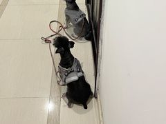 -伟伟宠物医院·CT影像中心·瑞派犬猫综合性门诊(汉口总院)