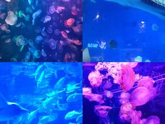 -烟台海昌鲸鲨海洋公园