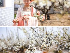 -莱阳濯村樱花园