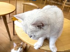-Let's go狗咖·猫咖·奶狗·桌游(春熙路IFS店)