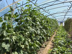 -圣露庄园·露营·烤肉·亲子