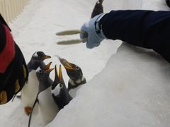 -广州热雪奇迹