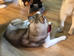 -Husky Go! 哈士奇体验馆·宠物咖啡厅狗咖