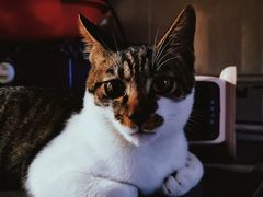 -关爱宠物医院·猫科中心·消化科(滨湖万达分院)