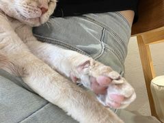 -藏猫猫咖啡主题馆(中央大道店)