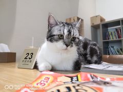 -藏猫猫咖啡主题馆(中央大道店)