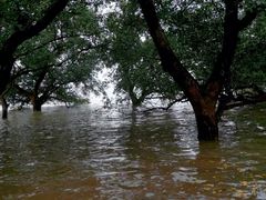 -宝安西湾红树林湿地公园